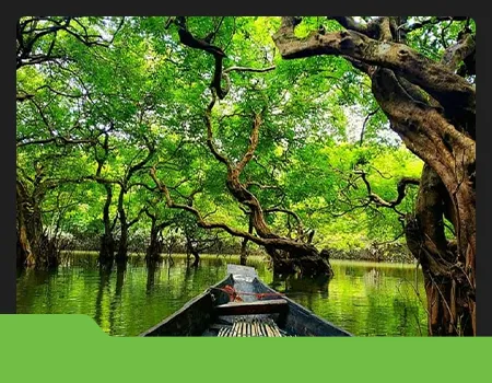 Ratargul Swamp Forest Kayaking Tour