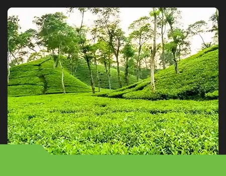 Srimangal Tea Garden Exploration