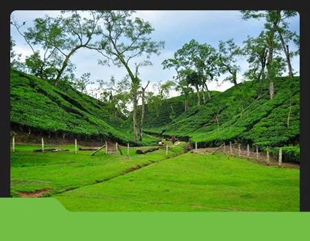 Srimangal Tea Garden & Rainforest Tour