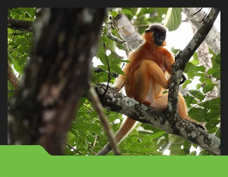 Srimangal Wildlife & Culture Tour