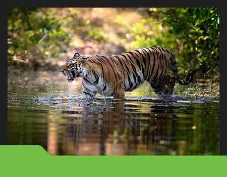 Sundarbans Wildlife Adventure